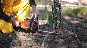 Tree and Shrub Care in Lampeter, PA