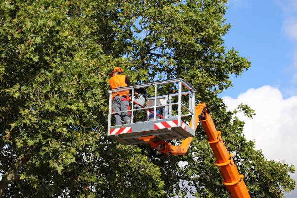 How Our Tree Care Process Works  in Lampeter, PA