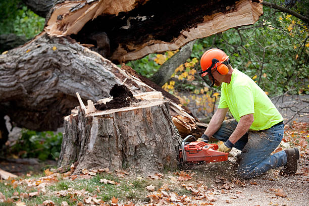 Best Tree Preservation Services  in Lampeter, PA